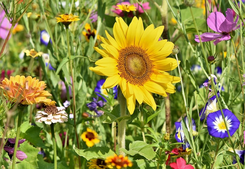Minimalist Garden Color Palette