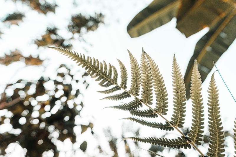 Wall-mounted Planters