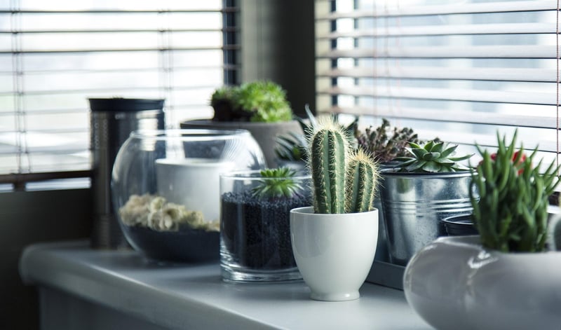 Plant Stands