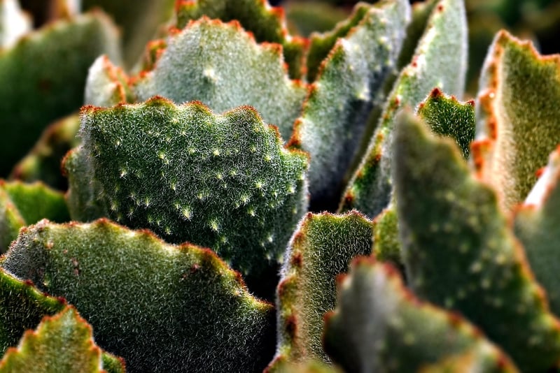 Succulents